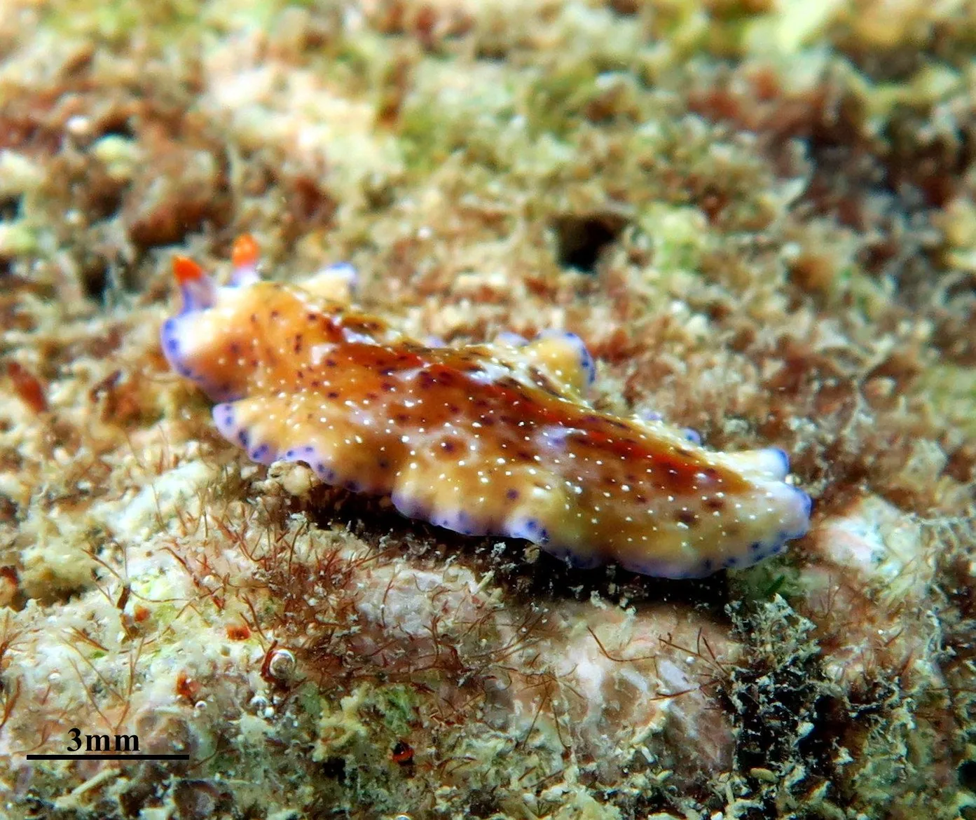 Pseudoceros auranticrinis
